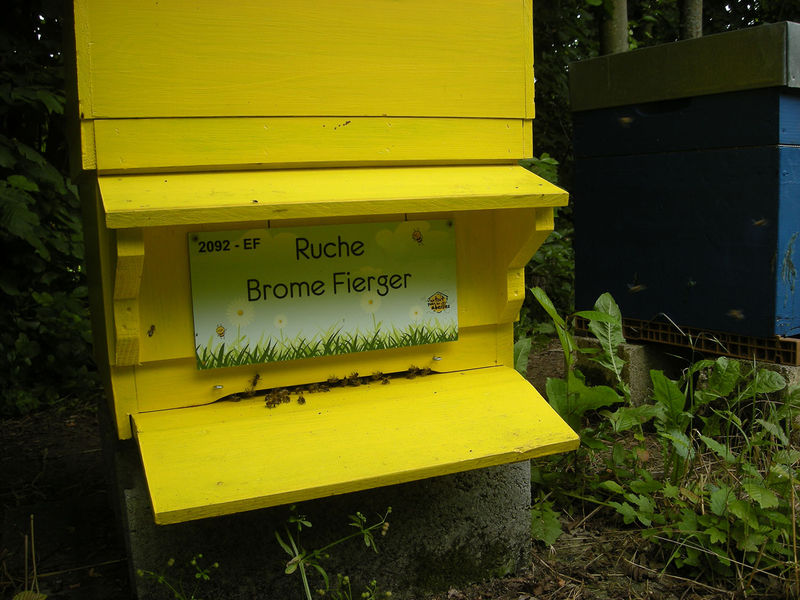 La ruche Brome Fierger